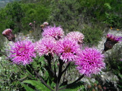 Vernonia greggii