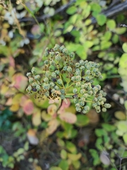 Ceanothus velutinus