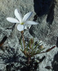 Oxalis polyphylla alba