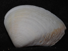 Eucrassatella donacina