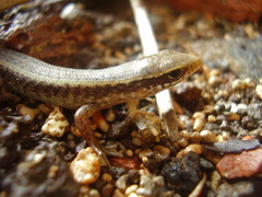 Trachylepis thomensis