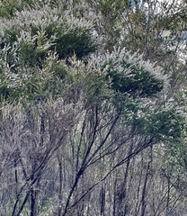 Taxandria parviceps