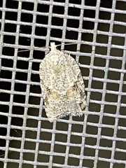 Acleris placidana