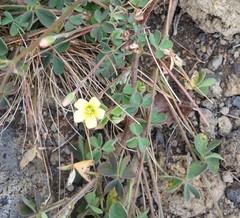 Oxalis corniculata image