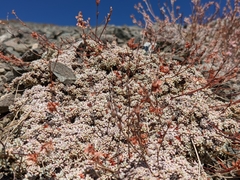 Eriogonum kennedyi
