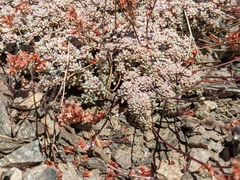 Eriogonum kennedyi