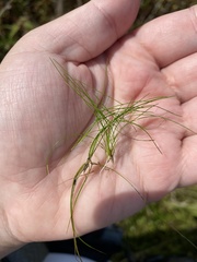 Eleocharis parvula
