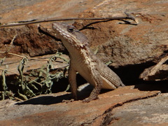 Karusasaurus jordani