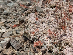Eriogonum kennedyi