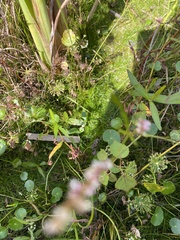 Eleocharis parvula