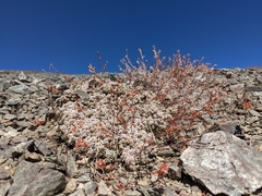 Eriogonum kennedyi