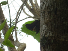 Charaxes thomasius