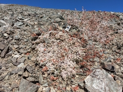 Eriogonum kennedyi