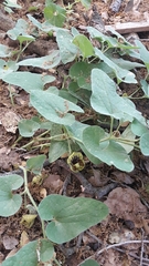 Aristolochia paecilantha