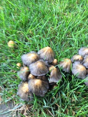 Coprinellus