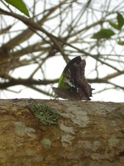 Charaxes thomasius