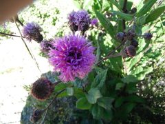 Vernonia greggii