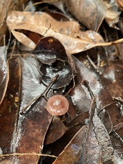 Mycena kurramulla