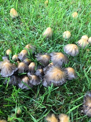 Coprinellus