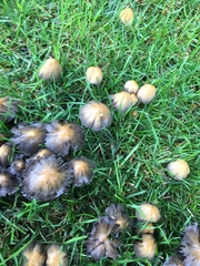 Coprinellus