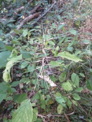 Elymus hystrix hystrix