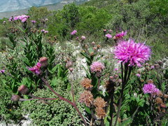 Vernonia greggii