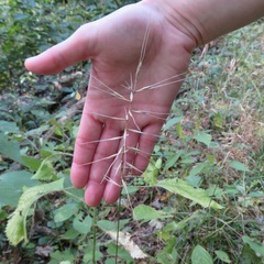 Elymus hystrix hystrix