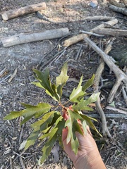 Quercus × heterophylla