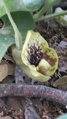 Aristolochia paecilantha