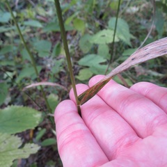 Elymus hystrix hystrix