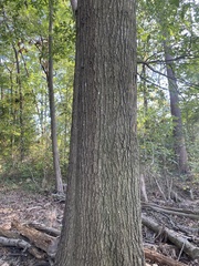 Quercus × heterophylla