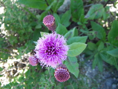 Vernonia greggii