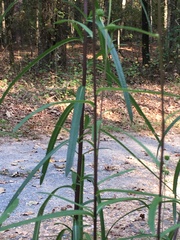 Helianthus simulans