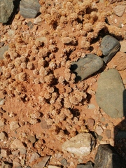 Tephrocactus molinensis