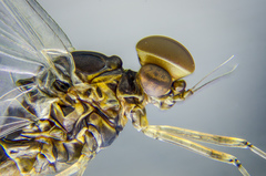 Baetis bicaudatus