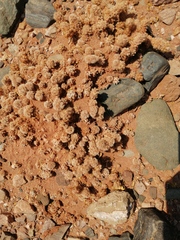 Tephrocactus molinensis