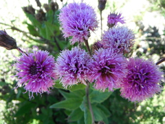 Vernonia greggii
