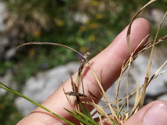 Carex sempervirens