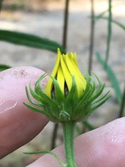 Helianthus simulans