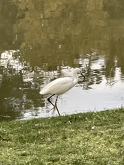 Egretta thula