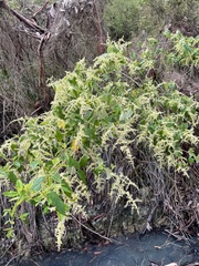 Trymalium odoratissimum