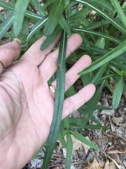 Helianthus simulans