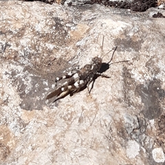 Oedipoda venusta