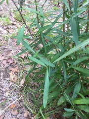 Helianthus simulans