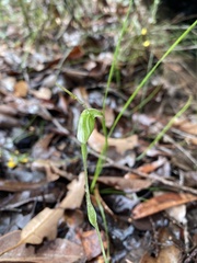 Pterostylis karri