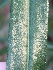 Helianthus simulans