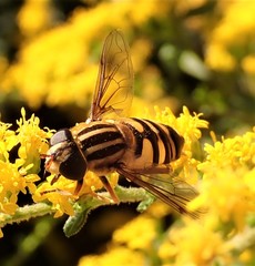 Helophilus fasciatus