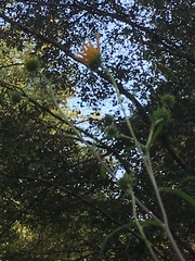 Helianthus simulans
