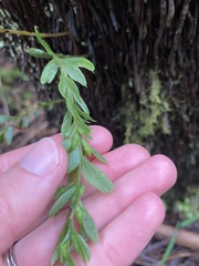 Tmesipteris obliqua