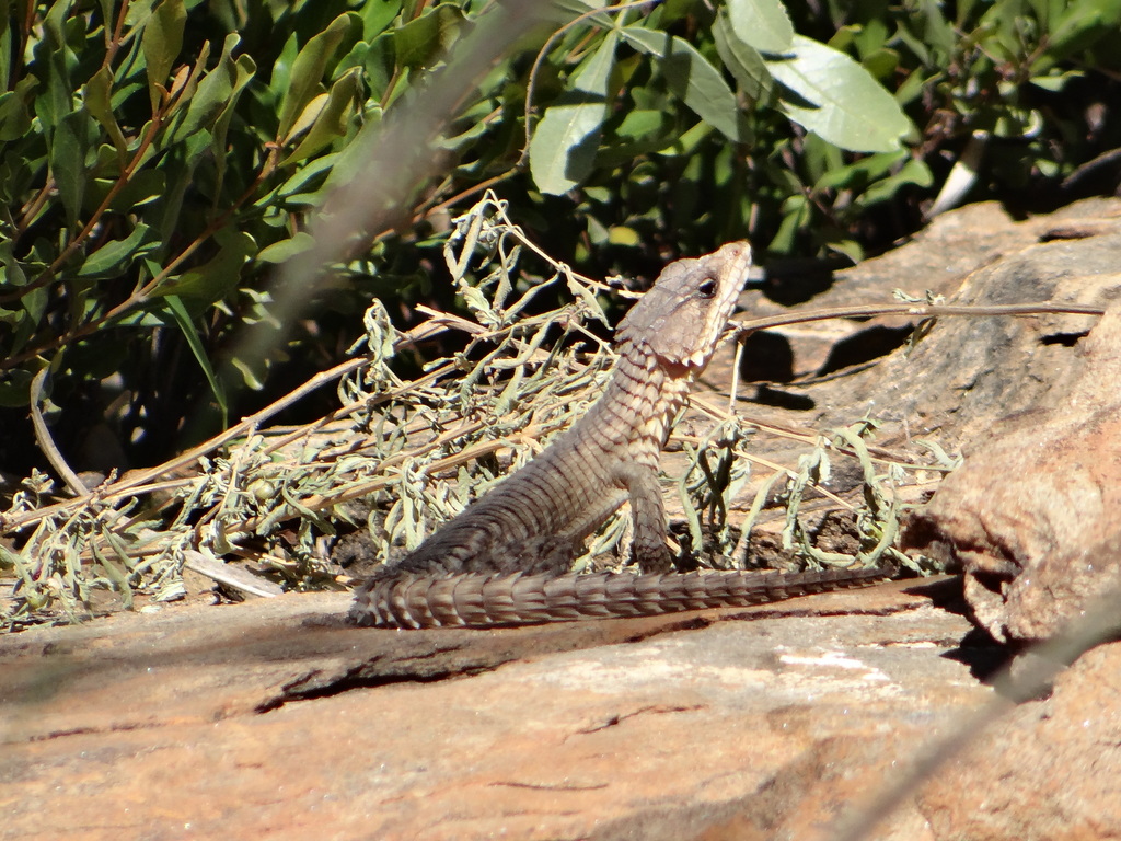 Jordan's Girdled Lizard